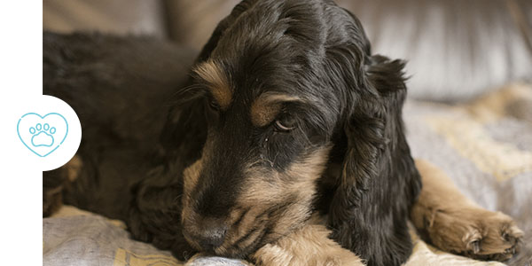 Veterinarian performing a compassionate quality of life assessment for an elderly dog