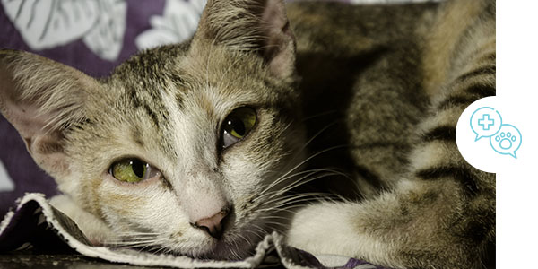 Cat receiving end of life care